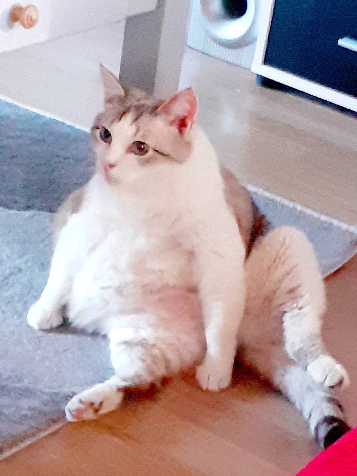 Belle a rejoint le concours — aidez-le/la à gagner de superbes lots ! aegean_cat, american_curl, asian, burmilla, carnivore, cat, domestic_short_haired_cat, eye, felidae, javanese, kitten, mammal, polydactyl_cat, ragdoll, small_to_medium_sized_cats, tail, turkish_angora, turkish_van, vertebrate, whiskers