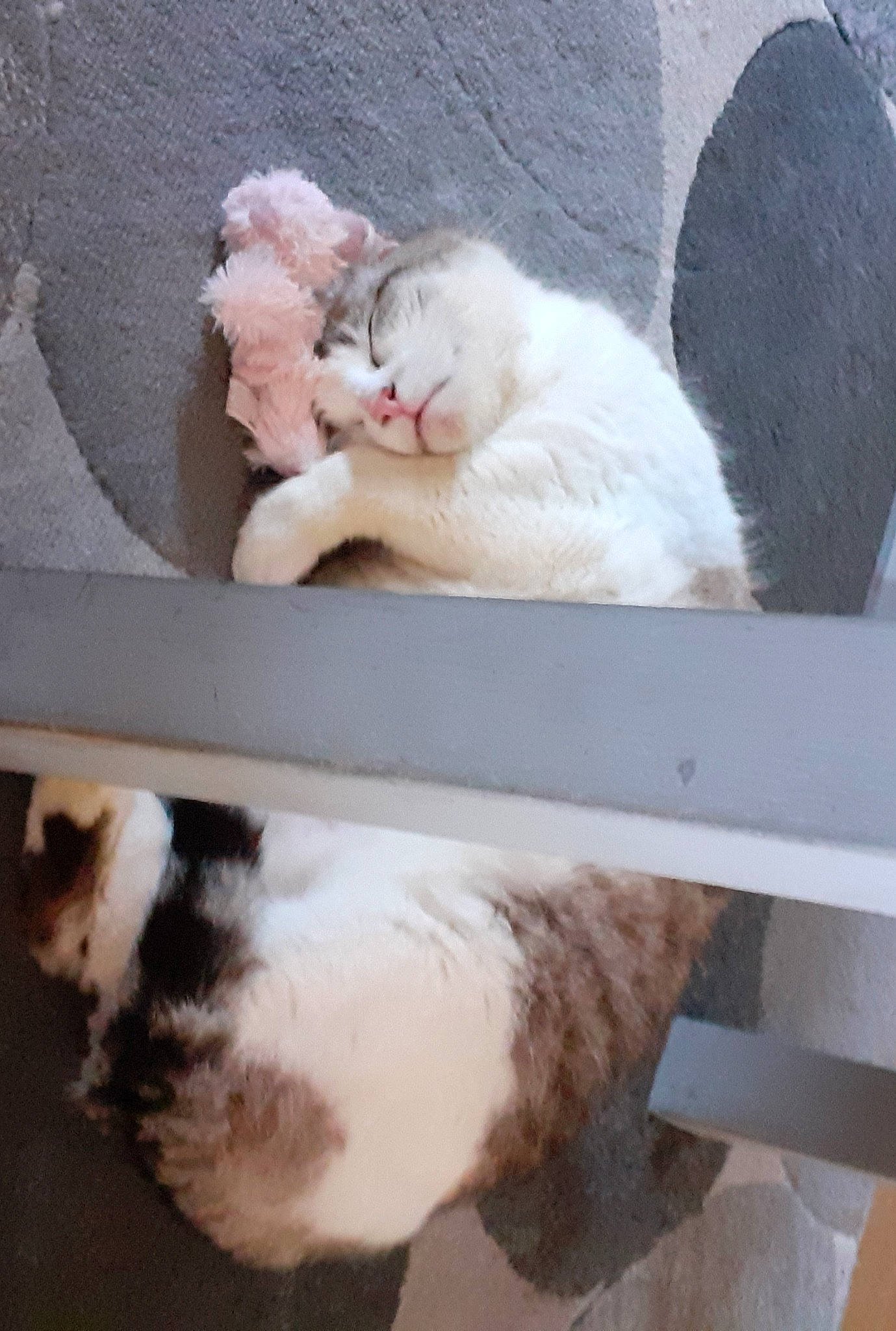 Belle a rejoint le concours — aidez-le/la à gagner de superbes lots ! carnivore, cat, felidae, fur, kitten, polydactyl_cat, small_to_medium_sized_cats, snout, tail, turkish_angora, turkish_van, whiskers