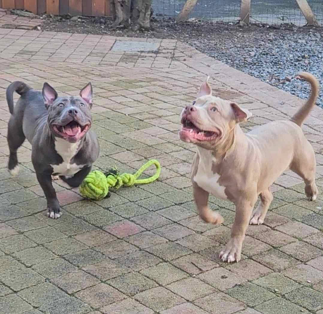 Urko participe au concours pour gagner de l'argent avec cette photo : bulldog, canidae, carnivore, collar, companion_dog, dog, dog_breed, dog_collar, dog_supply, fashion_accessory, fawn, leash, pet_supply, road_surface, sidewalk, snout, sporting_group, tail, working_animal, wrinkle