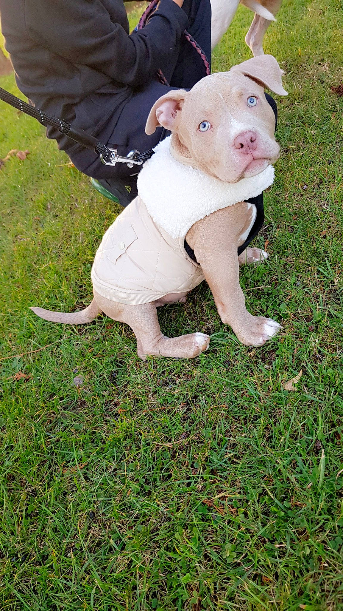 Urko participe au concours pour gagner de l'argent avec cette photo : companion_dog, dog_breed, domestic_pig, fawn, fur, grass, grassland, livestock, non_sporting_group, snout, suidae, tail, terrestrial_animal, toy, working_animal