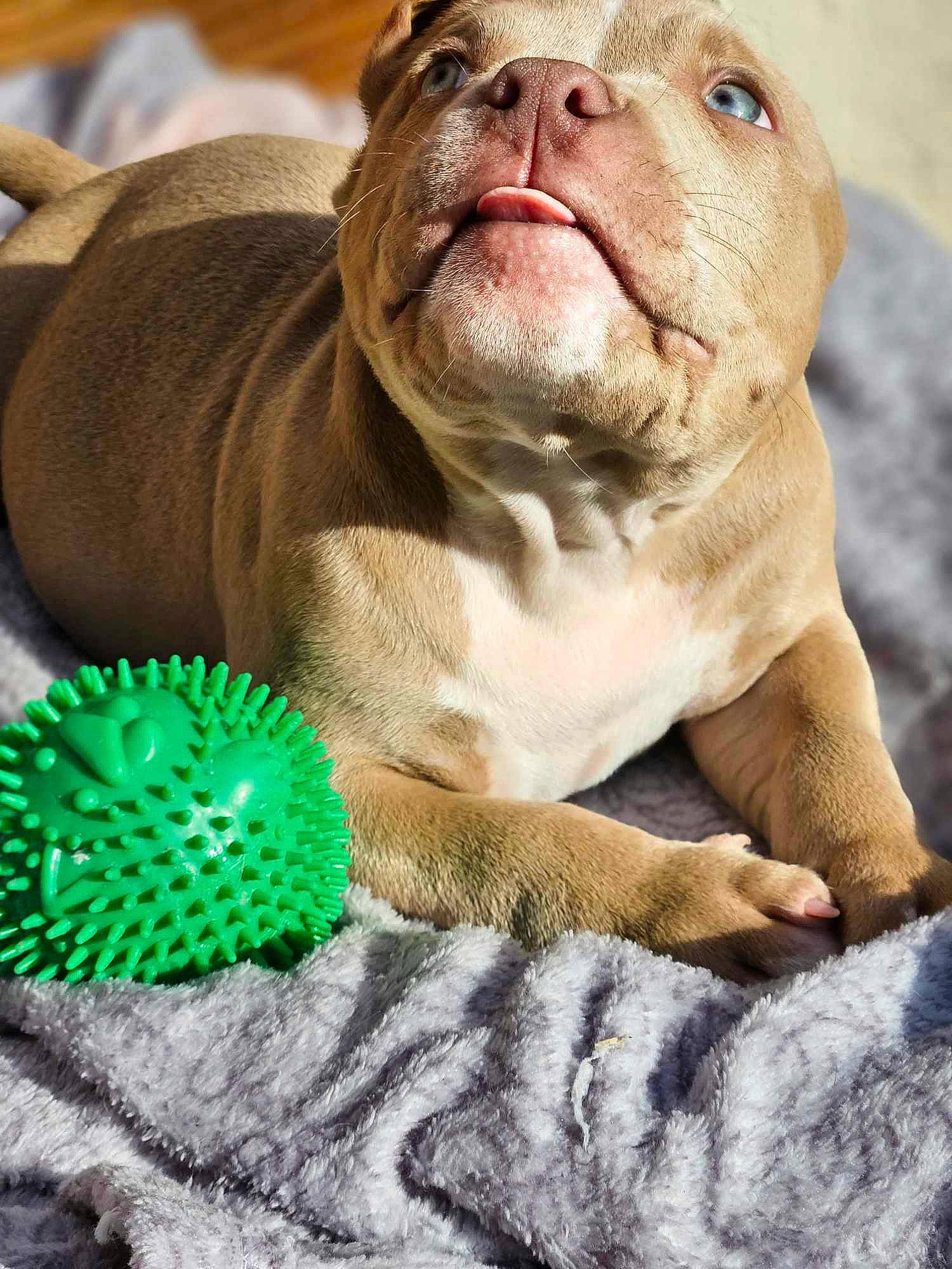 Urko participe au concours pour gagner de l'argent avec cette photo : ancient_dog_breeds, canidae, carnivore, companion_dog, dog, dog_breed, fawn, fur, liver, non_sporting_group, paw, snout, sporting_group, terrestrial_animal, toy, whiskers, wildlife, wrinkle