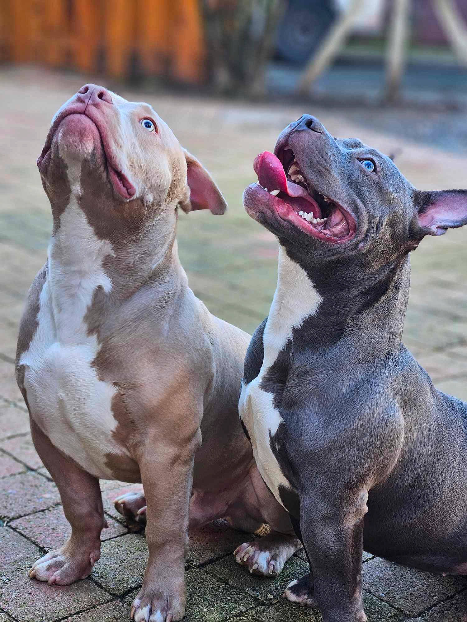 Urko participe au concours pour gagner de l'argent avec cette photo : carnivore, collar, companion_dog, dog, dog_breed, dog_collar, liver, non_sporting_group, snout, sporting_group, terrestrial_animal, water, whiskers, working_dog