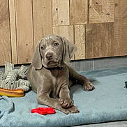 Bella a rejoint le concours — aidez-le/la à gagner de superbes lots ! puppy, dog, toy, blanket, wooden_wall, indoor, floor, pet, cute, gray, playful, young, animal, relaxed, domestic, companion, curious, soft, cozy, resting