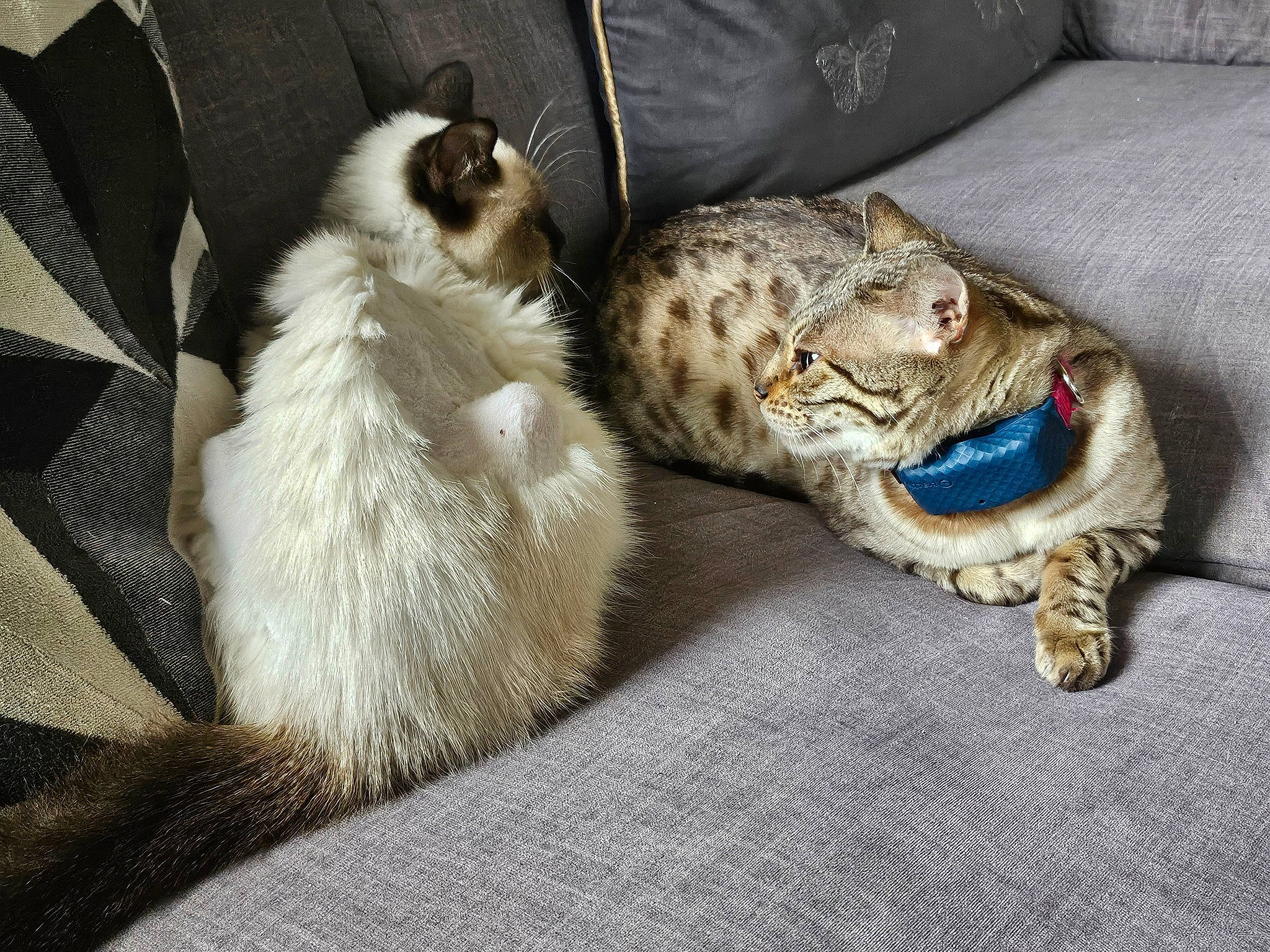 Suki a rejoint le concours — aidez-le/la à gagner de superbes lots ! canidae, carnivore, cat, claw, comfort, dog_breed, domestic_short_haired_cat, fang, felidae, fur, nap, paw, sleep, small_to_medium_sized_cats, snout, tail, terrestrial_animal, whiskers, wildlife, yawn