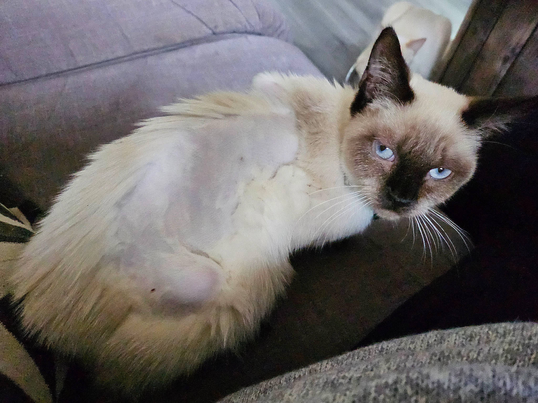 Suki participe au concours pour gagner de l'argent avec cette photo : balinese, carnivore, cat, claw, comfort, couch, domestic_short_haired_cat, fawn, felidae, foot, fur, paw, siamese, small_to_medium_sized_cats, snout, tail, terrestrial_animal, thai, whiskers