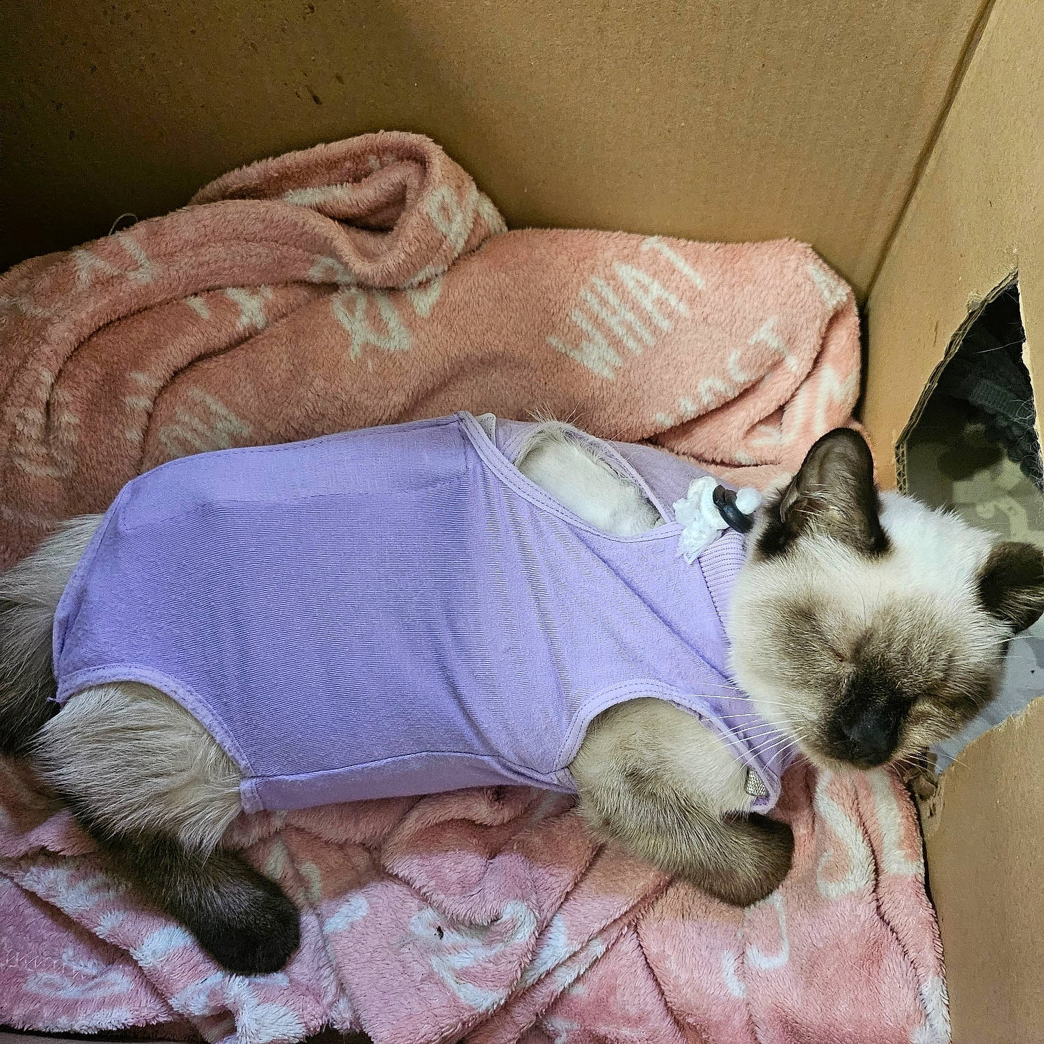 Suki participe au concours pour gagner de l'argent avec cette photo : balinese, carnivore, cat, comfort, companion_dog, dog_breed, domestic_short_haired_cat, fawn, felidae, fur, linens, nap, paw, siamese, small_to_medium_sized_cats, snout, tail, thai, tonkinese, whiskers