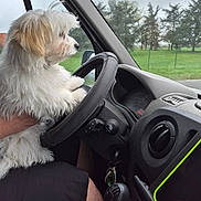 Boonty a rejoint le concours — aidez-le/la à gagner de superbes lots ! dog, white_dog, fluffy_dog, steering_wheel, car_interior, hand, person, window, rain, trees, greenery, dashboard, car_keys, gear_shift, side_mirror, sky, seat, clothing, human_leg, vehicle