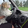 dog, white_dog, fluffy_dog, steering_wheel, car_interior, hand, person, window, rain, trees, greenery, dashboard, car_keys, gear_shift, side_mirror, sky, seat, clothing, human_leg, vehicle
