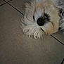 Boonty a rejoint le concours — aidez-le/la à gagner de superbes lots ! dog, pet, floor, tile, fur, fluffy, lying_down, close_up, animal, cute, indoor, white_fur, black_nose, relaxed, canine, sleepy, mammal, companion, domestic, fur_texture