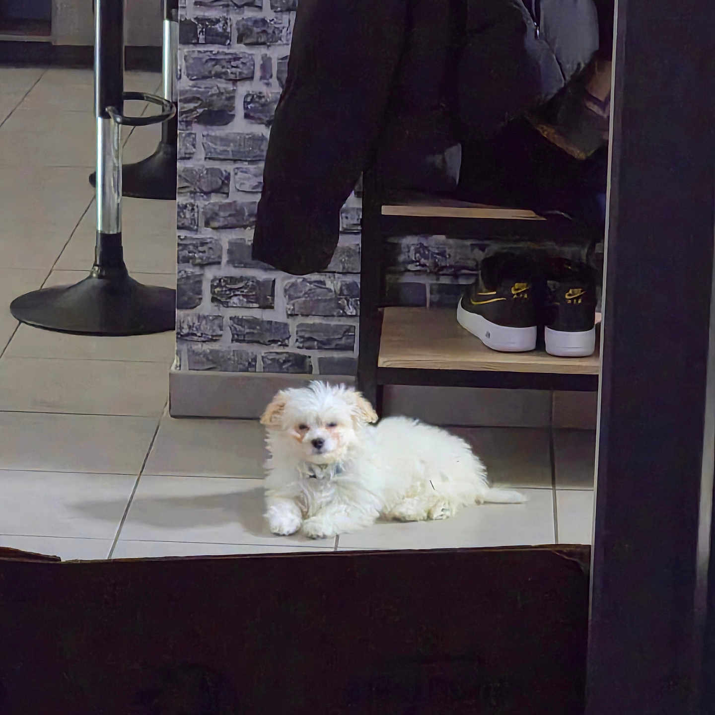 Boonty participe au concours pour gagner de l'argent avec cette photo : puppy, dog, white_dog, indoor, floor, tile_floor, shoes, nike_shoes, shelf, wall, stone_wall, coat, black_coat, furniture, relaxed, pet, small_dog, home, domestic, cute