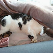 Ninja a rejoint le concours — aidez-le/la à gagner de superbes lots ! animal, black, blanket, cat, comfort, cozy, cushion, feline, fur, home, indoor, laying_down, nap, pet, relaxing, resting, sleeping, soft, warm, white