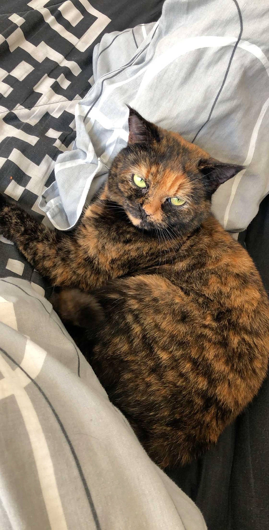 Mysti participe au concours pour gagner de l'argent avec cette photo : asian, california_spangled, carnivore, cat, domestic_short_haired_cat, dragon_li, european_shorthair, felidae, fur, german_rex, small_to_medium_sized_cats, tabby_cat, whiskers