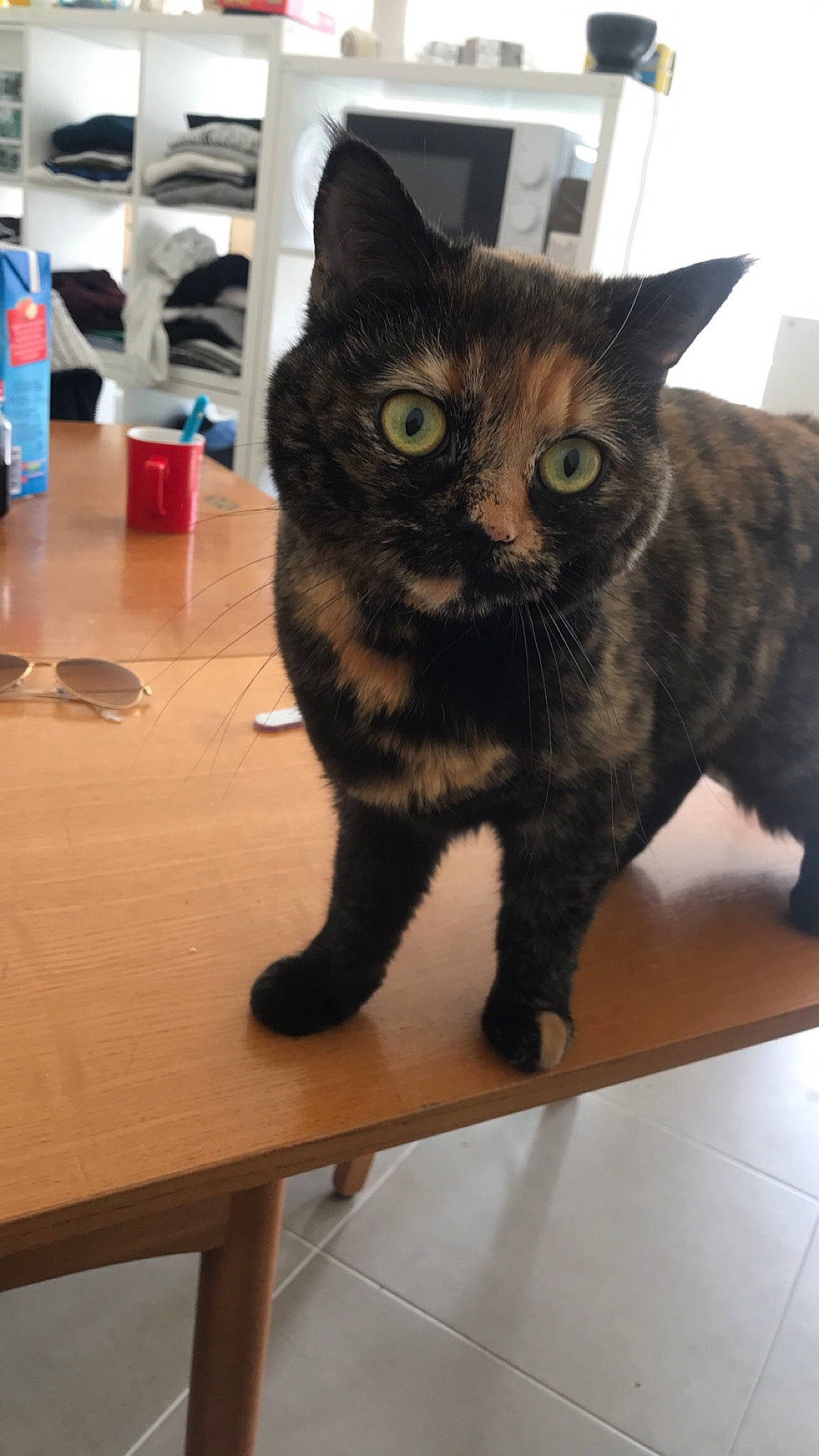 Mysti a rejoint le concours — aidez-le/la à gagner de superbes lots ! american_shorthair, asian, black_cat, bombay, carnivore, cat, claw, domestic_short_haired_cat, european_shorthair, eye, fawn, felidae, fur, german_rex, kitten, mammal, polydactyl_cat, small_to_medium_sized_cats, tail, whiskers