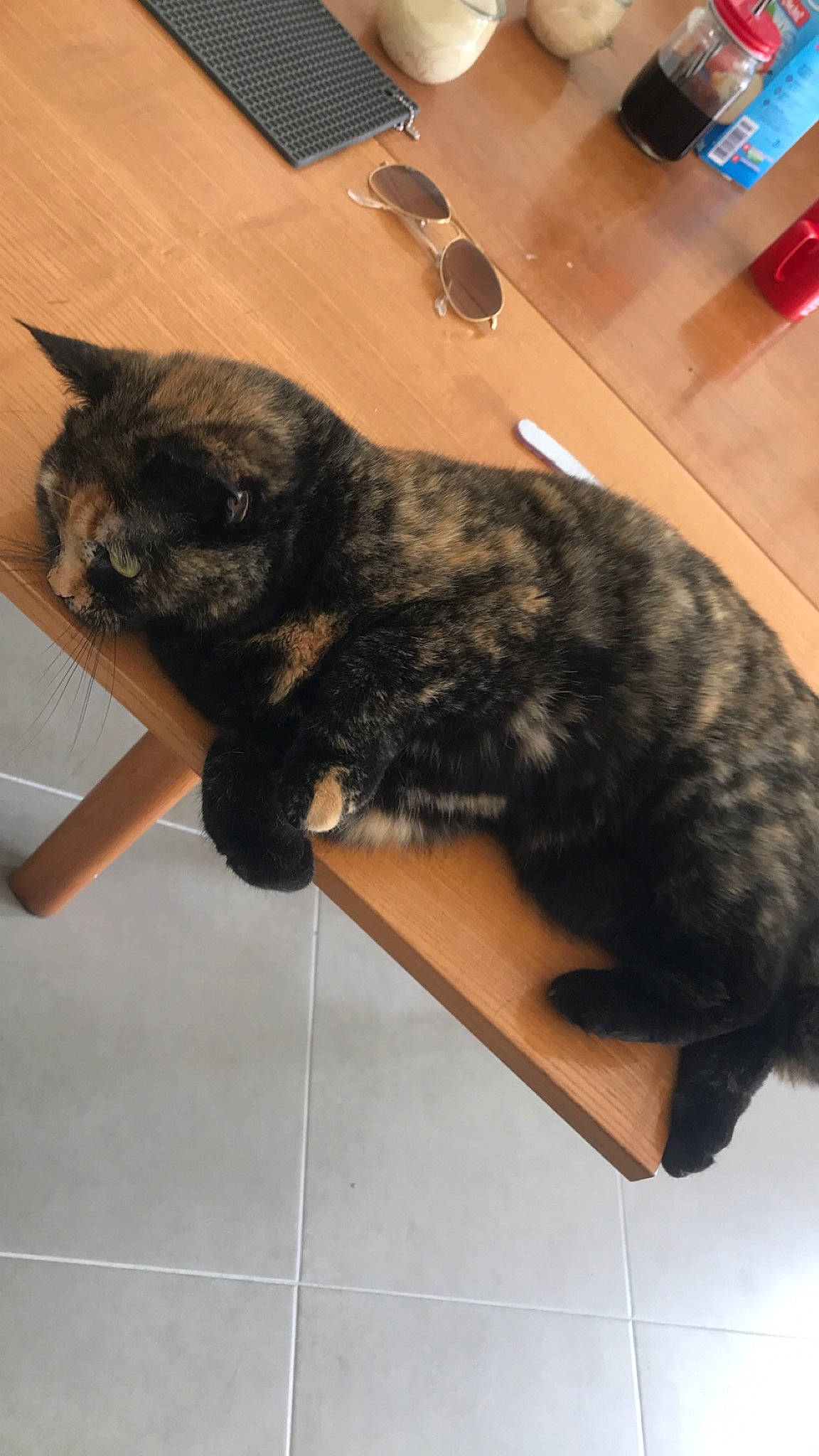 Mysti participe au concours pour gagner de l'argent avec cette photo : carnivore, cat, domestic_short_haired_cat, european_shorthair, fawn, felidae, fur, kurilian_bobtail, small_to_medium_sized_cats, tail, whiskers