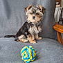 animal, chair, companion, cozy, cute, dog, fluffy, fur, gray_blanket, home, indoor, looking, pet, playing, puppy, rope_toy, sitting, small_dog, toy, wooden_armrest