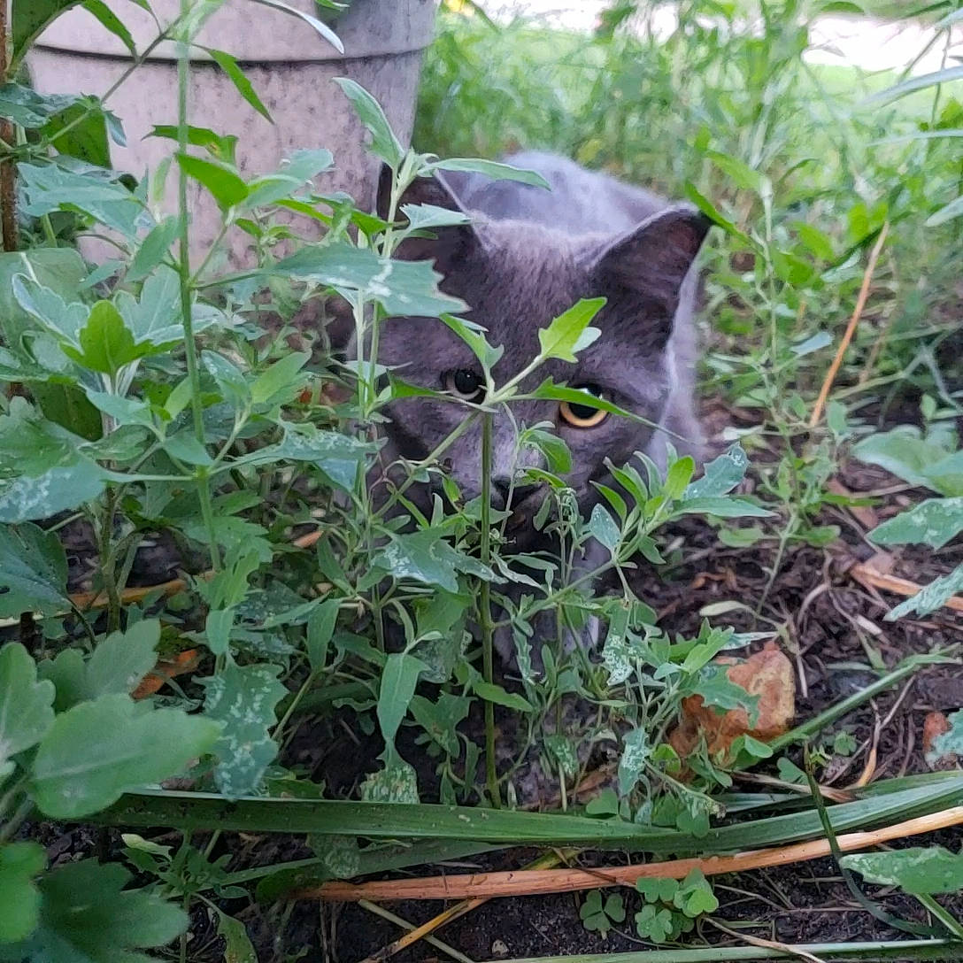 Azul joined the competition — help win amazing prizes! botany, flower, herb, leaf, plant