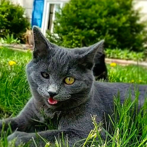 Azul is registered to the contest to win money with this photo: asian, british_shorthair, carnivore, cat, chartreux, domestic_short_haired_cat, european_shorthair, felidae, grass, korat, lawn, mammal, nebelung, plant, russian_blue, small_to_medium_sized_cats, snout, vertebrate, whiskers