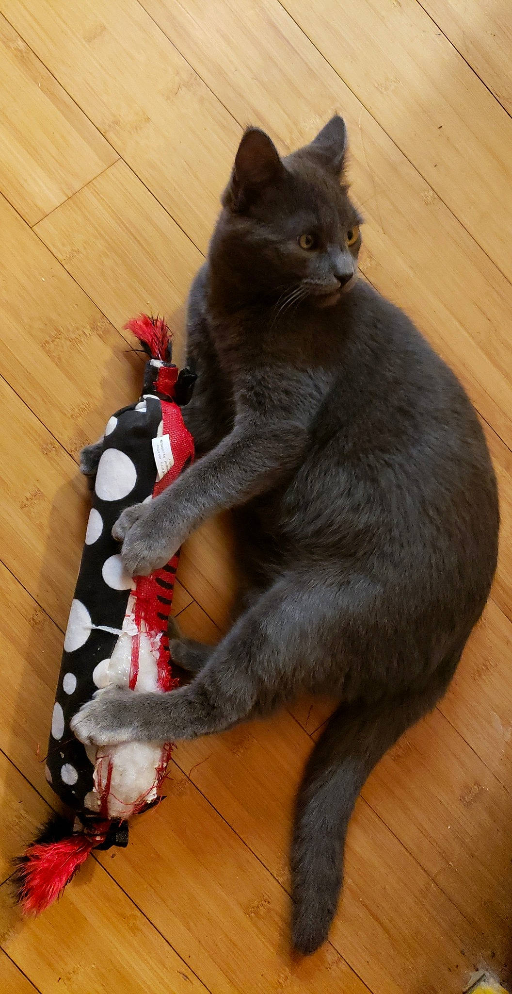 Azul joined the competition — help win amazing prizes! asian, black_cat, british_shorthair, burmese, carnivore, cat, chartreux, claw, domestic_short_haired_cat, european_shorthair, felidae, kitten, korat, mammal, nebelung, russian_blue, small_to_medium_sized_cats, tail, whiskers