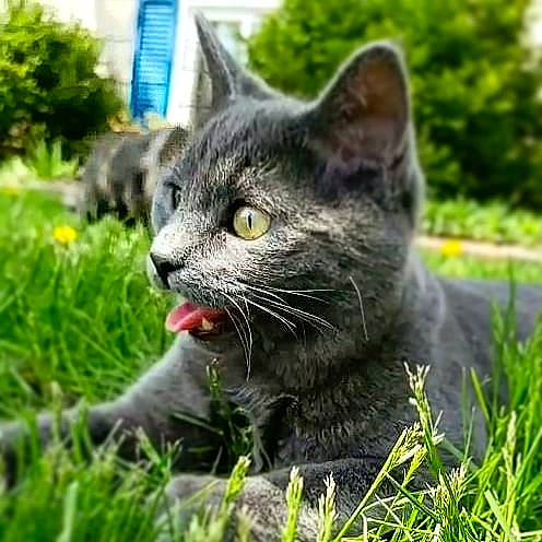 Azul joined the competition — help win amazing prizes! american_wirehair, asian, carnivore, cat, chartreux, domestic_short_haired_cat, dragon_li, european_shorthair, felidae, grass, lawn, mammal, organism, plant, polydactyl_cat, small_to_medium_sized_cats, snout, tabby_cat, whiskers, wild_cat
