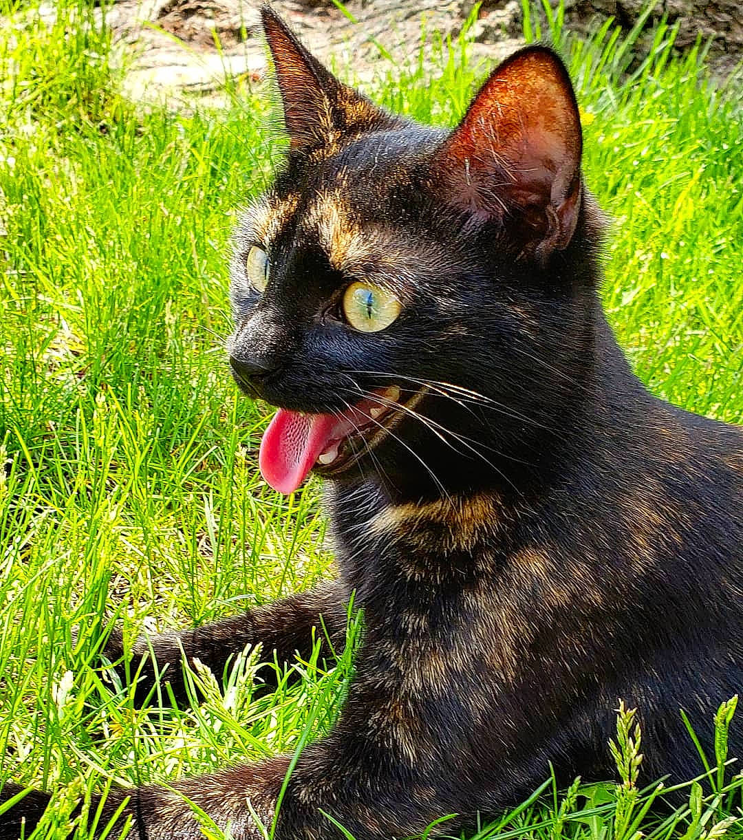 Noona joined the competition — help win amazing prizes! asian, black_cat, carnivore, cat, domestic_short_haired_cat, european_shorthair, felidae, german_rex, grass, lawn, plant, small_to_medium_sized_cats, snout, whiskers, wild_cat