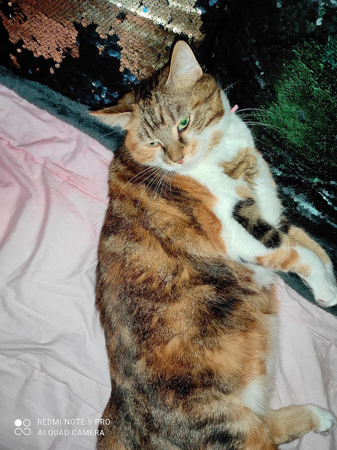 Shonna participe au concours pour gagner de l'argent avec cette photo : carnivore, cat, claw, domestic_short_haired_cat, fawn, felidae, fur, gesture, grass, organism, paw, photo_caption, small_to_medium_sized_cats, snout, tail, terrestrial_animal, textile, tree, whiskers, wildlife