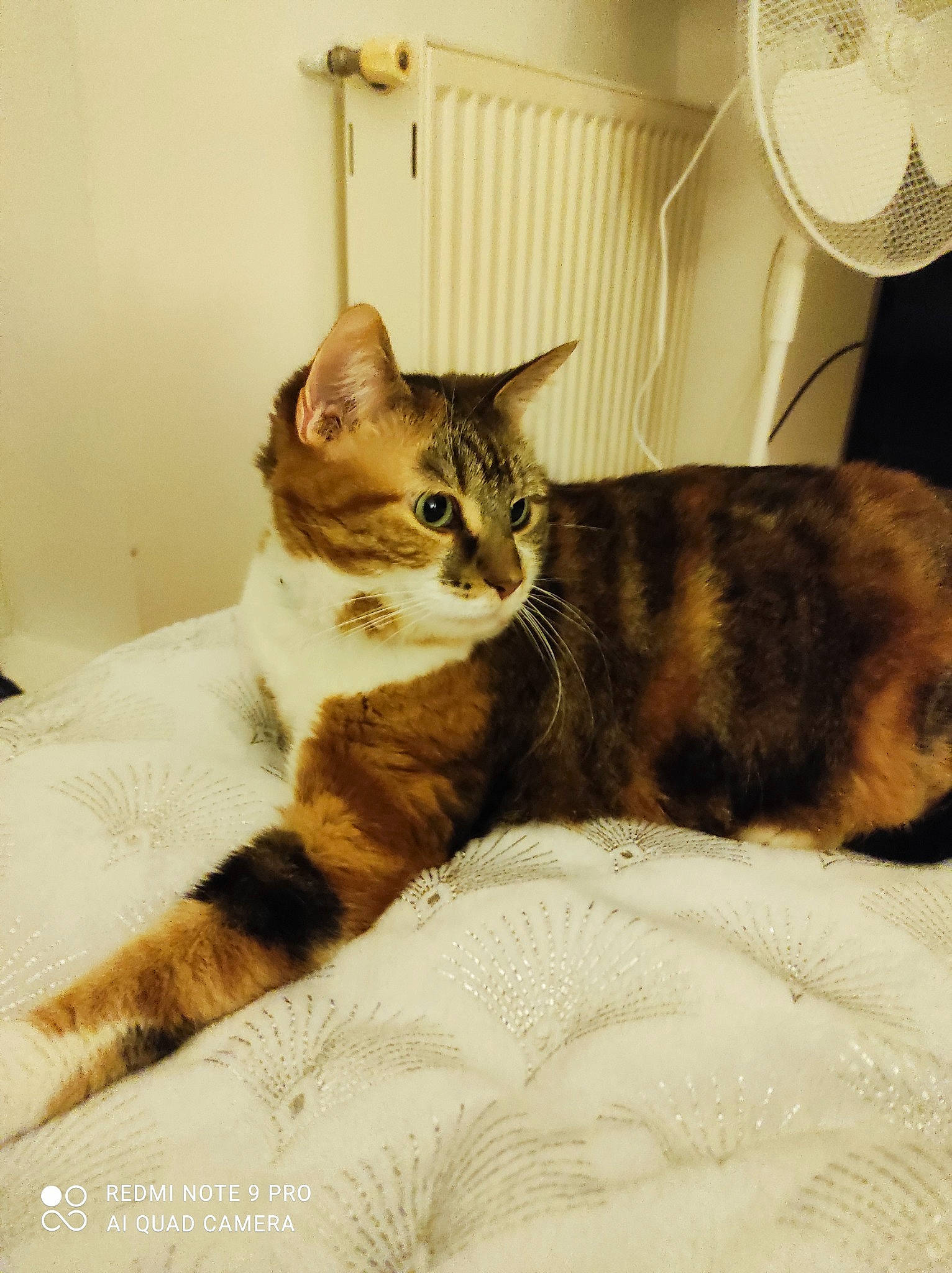 Shonna a rejoint le concours — aidez-le/la à gagner de superbes lots ! bed, bedding, carnivore, cat, cat_supply, comfort, domestic_short_haired_cat, felidae, fur, linens, mechanical_fan, pet_supply, room, sitting, small_to_medium_sized_cats, tail, whiskers