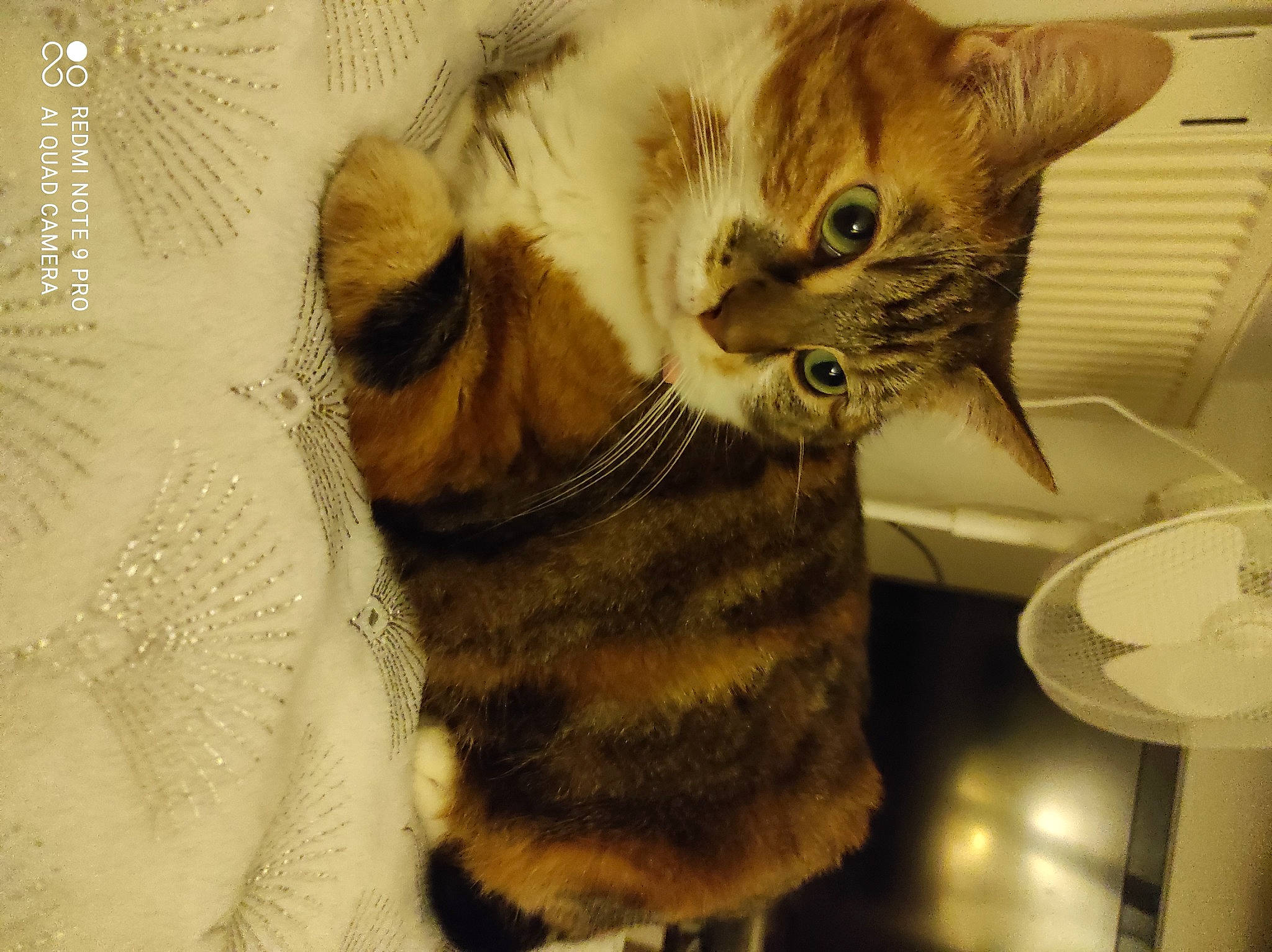 Shonna participe au concours pour gagner de l'argent avec cette photo : carnivore, cat, cat_supply, claw, comfort, domestic_short_haired_cat, fawn, felidae, fur, gesture, mammal, paw, photo_caption, small_to_medium_sized_cats, snout, tail, vertebrate, whiskers, wildlife