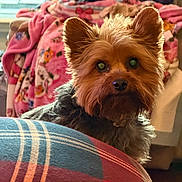 Jaq Aka Jack joined the competition — help win amazing prizes! dog, yorkshire_terrier, pet, indoor, blanket, plaid, furniture, person, reading, cozy, fur, brown, black, ears, face, nose, eyes, home, lighting, comfort