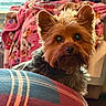 dog, yorkshire_terrier, pet, indoor, blanket, plaid, furniture, person, reading, cozy, fur, brown, black, ears, face, nose, eyes, home, lighting, comfort