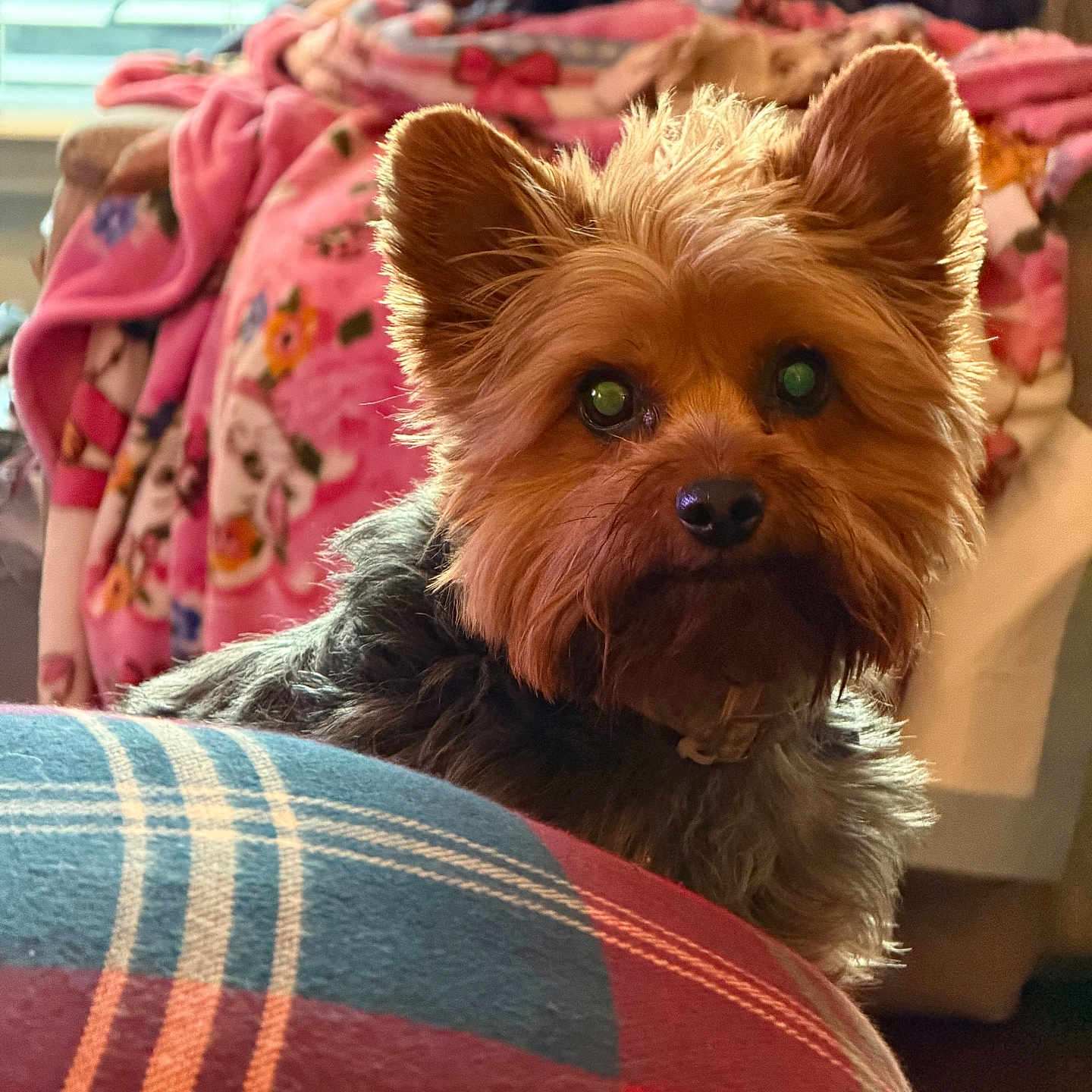 Jaq Aka Jack joined the competition — help win amazing prizes! dog, yorkshire_terrier, pet, indoor, blanket, plaid, furniture, person, reading, cozy, fur, brown, black, ears, face, nose, eyes, home, lighting, comfort