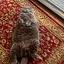 cat, gray_cat, fluffy, lying_down, belly_up, carpet, rug, patterned_rug, red_rug, gold_pattern, indoors, wooden_floor, relaxed, pet, feline, sleeping_cat, window, glass_door, cozy, home