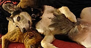 Buddy is registered to the contest to win money with this photo: dog, pets, snuggling, blanket, indoor, fur, companion, resting, brown, black, white, animal, cute, cozy, friendship, laying_down, relaxed, canine, two_dogs, domestic