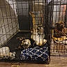 dog, crate, cage, pet, indoor, floor, blanket, resting, paw, collar, brown_dog, black_and_white_dog, metal_bars, animal, relaxing, furniture, home, canine, companion, cute