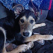 Buddy joined the competition — help win amazing prizes! dog, pet, canine, animal, indoor, couch, blanket, fur, ears, paw, looking, face, home, relaxed, resting, muzzle, snout, comfort, companion, domestic