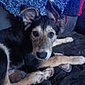 dog, pet, canine, animal, indoor, couch, blanket, fur, ears, paw, looking, face, home, relaxed, resting, muzzle, snout, comfort, companion, domestic