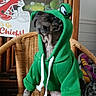 Bella Stella joined the competition — help win amazing prizes! dog, green_hoodie, frog_hood, wicker_chair, indoor, sign, football_helmet, text_overlay, sports, shoes, colorful, blurred_face, pet_clothing, sitting, wooden_furniture, background, decor, canine, animal, casual