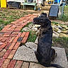 dog, black_dog, sitting, backyard, brick_path, stone_slab, grass, dirt, garden_tools, potted_plant, fence, shovel, wheelbarrow, outdoor, pet, smiling, looking_back, canine, collar, yard