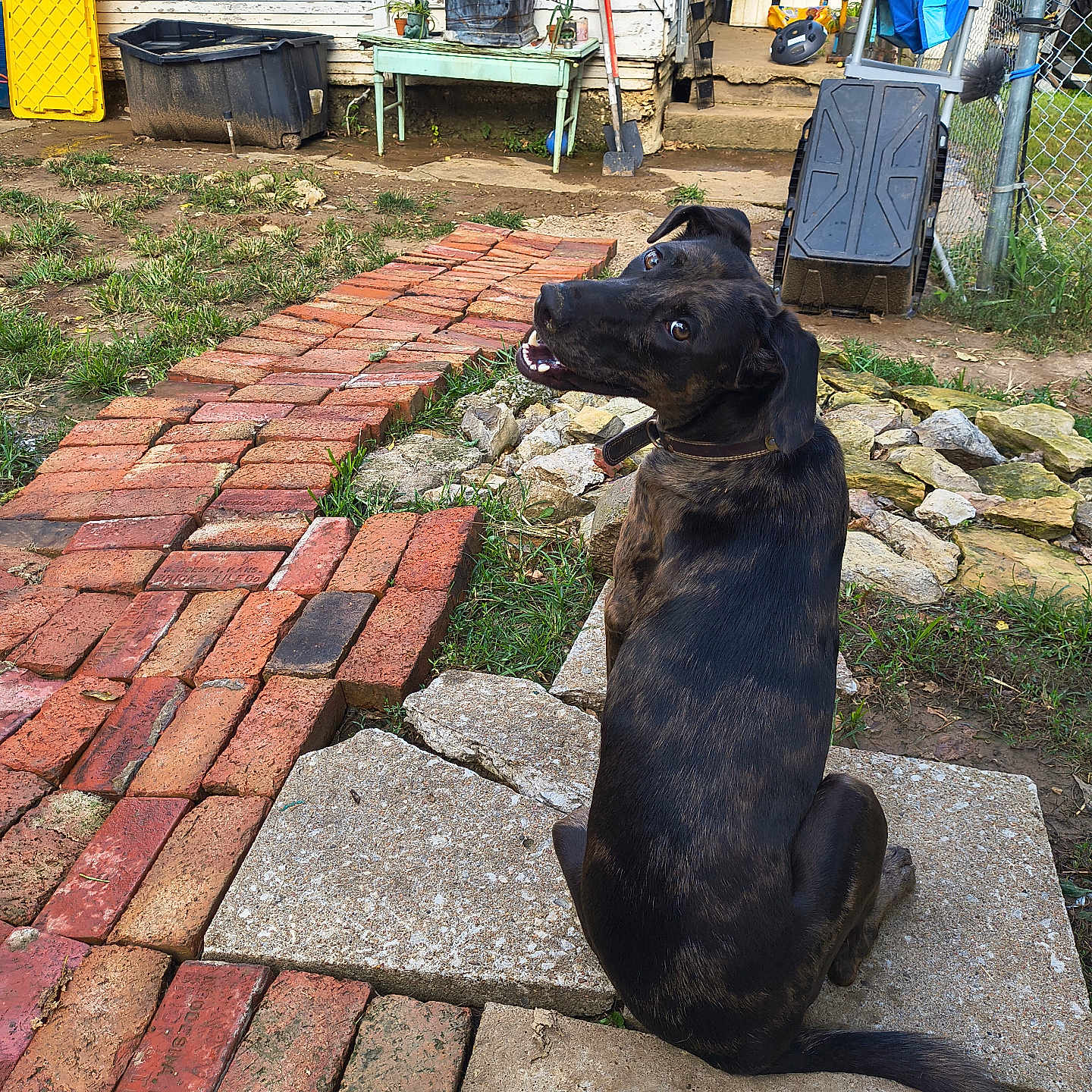 Bella Stella joined the competition — help win amazing prizes! dog, black_dog, sitting, backyard, brick_path, stone_slab, grass, dirt, garden_tools, potted_plant, fence, shovel, wheelbarrow, outdoor, pet, smiling, looking_back, canine, collar, yard