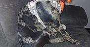 Bella Stella is registered to the contest to win money with this photo: dog, pet, indoor, couch, harness, toy, blur, play, black, brown, fur, tail, seat, living_room, door, animal, canine, motion, chewing, fun