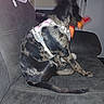 dog, pet, indoor, couch, harness, toy, blur, play, black, brown, fur, tail, seat, living_room, door, animal, canine, motion, chewing, fun