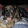 Bella Stella joined the competition — help win amazing prizes! puppy, dog, brindle, tongue_out, close_up, pet, cute, animal, paw, blanket, indoor, cozy, fur, young, resting, looking, bed, soft, playful, domestic_animal