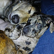 Bella Stella is registered to the contest to win money with this photo: dog, puppy, sleeping, cuddle, closeup, animal, pet, fur, rest, companion, cozy, jeans, patterned_fur, golden_fur, snout, paw, indoor, relax, friendship, cute