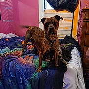 Brazy joined the competition — help win amazing prizes! dog, bed, blanket, room, curtain, window, pink_wall, furniture, collar, pet, indoor, sleeping_dog, standing_dog, colorful, pattern, wooden_drawer, clutter, animal, domestic, resting