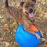 Brazy is registered to the contest to win money with this photo: dog, brindle, ball, outdoor, grass, leaves, playful, happy, pet, canine, tongue_out, collar, fall, nature, animal, daylight, smiling, ground, toy, active