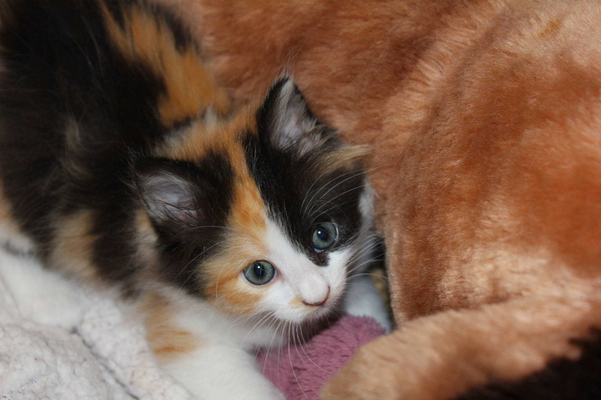 Cookie participe au concours pour gagner de l'argent avec cette photo : carnivore, cat, domestic_long_haired_cat, european_shorthair, eye, fawn, felidae, fur, iris, kitten, mammal, norwegian_forest_cat, polydactyl_cat, ragamuffin, small_to_medium_sized_cats, snout, vertebrate, whiskers