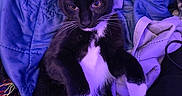 Sylvester joined the competition — help win amazing prizes! cat, tuxedo_cat, black_and_white, kitten, pet, animal, feline, portrait, close_up, indoors, blanket, bedding, lounging, sitting, relaxed, paws, whiskers, pointed_ears, purple_lighting, cozy