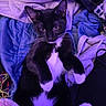 cat, tuxedo_cat, black_and_white, kitten, pet, animal, feline, portrait, close_up, indoors, blanket, bedding, lounging, sitting, relaxed, paws, whiskers, pointed_ears, purple_lighting, cozy