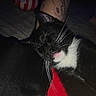 animal, black_fur, blanket, cat, close_up, cozy, dim_lighting, fabric, flash_photography, indoors, lying_down, pet, pink_tongue, red_clothing, resting, sleepy, tattoo, tuxedo_cat, whiskers, white_fur