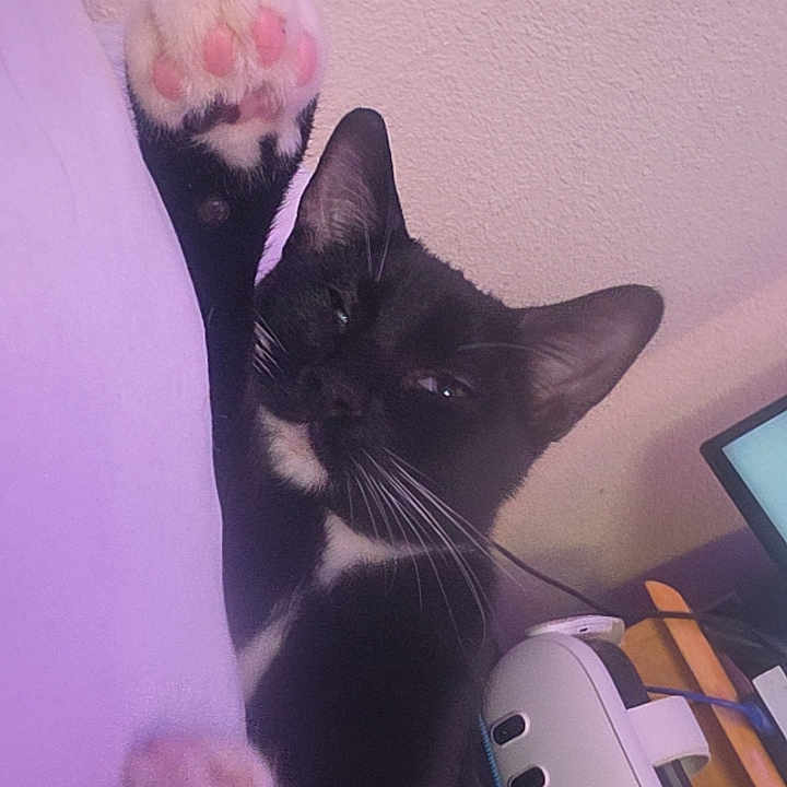 Sylvester