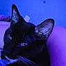 animal, bed, black_cat, blue_lighting, cat, close_up, dramatic_lighting, ears, eyes, feline, indoor, lounging, nighttime, pet, photography, portrait, purple_lighting, relaxed, whiskers, white_markings